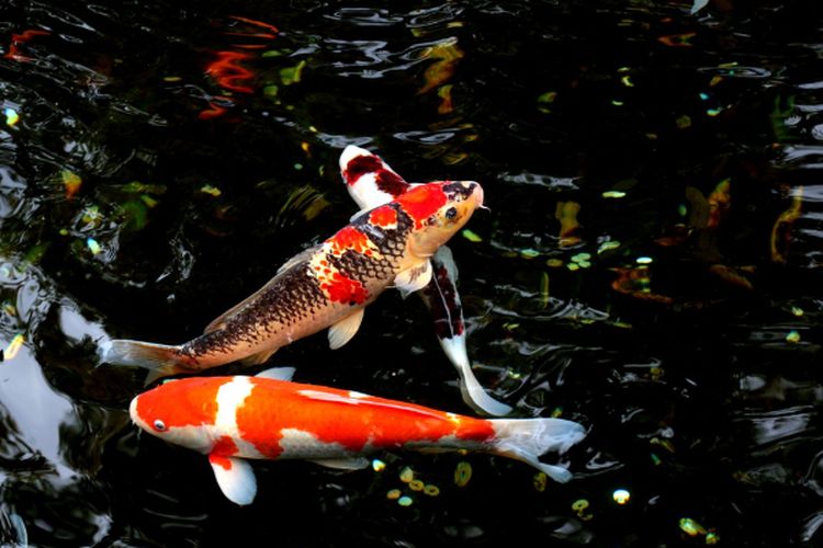 Nilai Produksi Perikanan Capai Rp 2,4 triliun, Kabupaten Sidoarjo di Jawa Timur Ternyata Budidaya Beragam Ikan