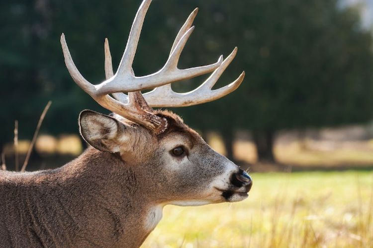 Pulau Kecil Seluas 197 KM2 di Gresik Jawa Timur Ini jadi Pusat Penangkaran Spesies Hewan Langka Rusa Bawean?
