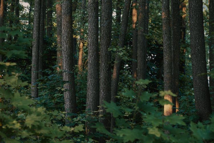 Totalnya Capai 1.860 ha, Reboisasi di Sumatera Selatan hanya Cakup di 6 Daerah Ini, Palembang Termasuk?