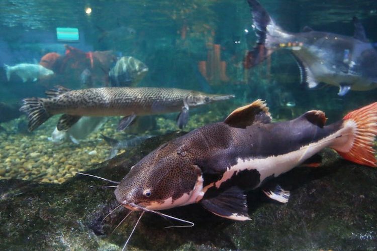 Bukan Surabaya Apalagi Malang, Daerah di Jawa Timur Inilah yang Miliki Harga Rata-rata Ikan Tertinggi per Kilo