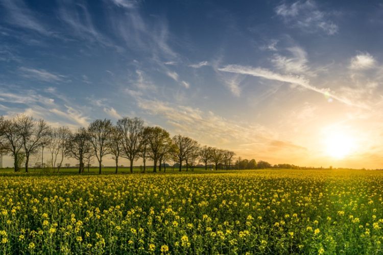 Taman Bunga Tertinggi di Sumatera Selatan Ini Hanya 15 Menit dari Kota Pagar Alam, Surganya Bunga Matahari