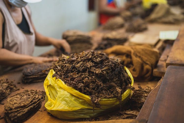 Bukan Kediri Maupun Malang, Inilah 5 Daerah dengan Tingkat Produksi Tembakau Paling Besar di Jawa Timur