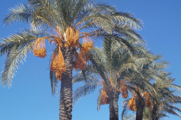 Nomor 1 Luasnya Capai 500 Ha, Inilah 5 Daerah Pemilik Kebun Kurma Terbesar di Indonesia, Jawa Timur Termasuk?