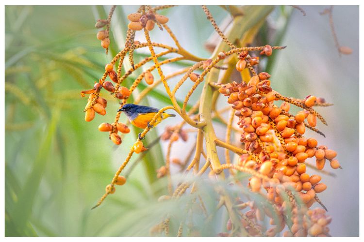 Meski Jadi Pengekspor, Ternyata Thailand Gemar Impor Pinang Asal Jambi, Jenis Ini Jadi Produk Unggulan!