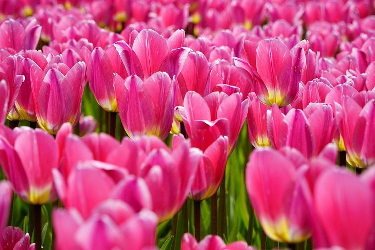 Merdeka Flowers Festival 2023 yang di Gelar Pemerintah Kota Semarang  Banjir Ribuan Bunga Cantik