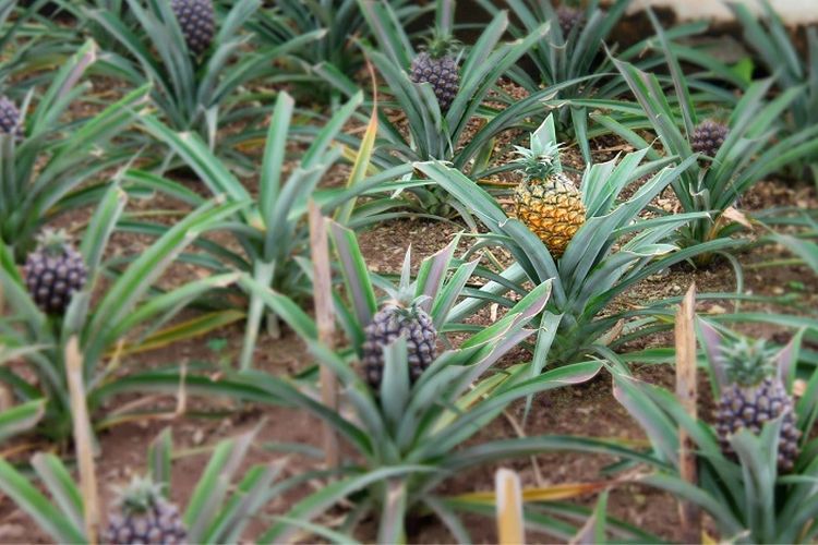 Hasilkan Lebih dari 500 Ton, Daerah ini Kalahkan Jawa Timur dan Jadi Provinsi Penghasil Nanas Terbesar 2022