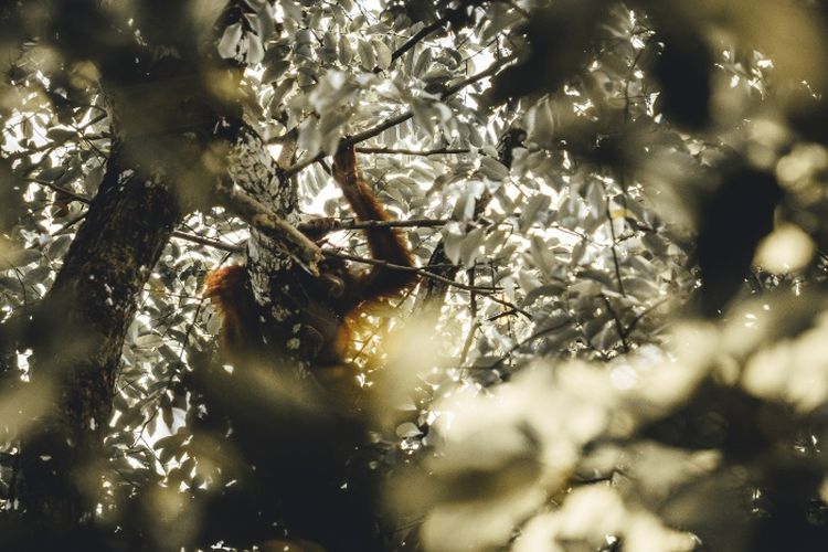 Satu-satunya di Kalimantan Timur, 9 Pulau Buatan Dibuat untuk Lindungi Orang Utan, Tebak Lokasinya?