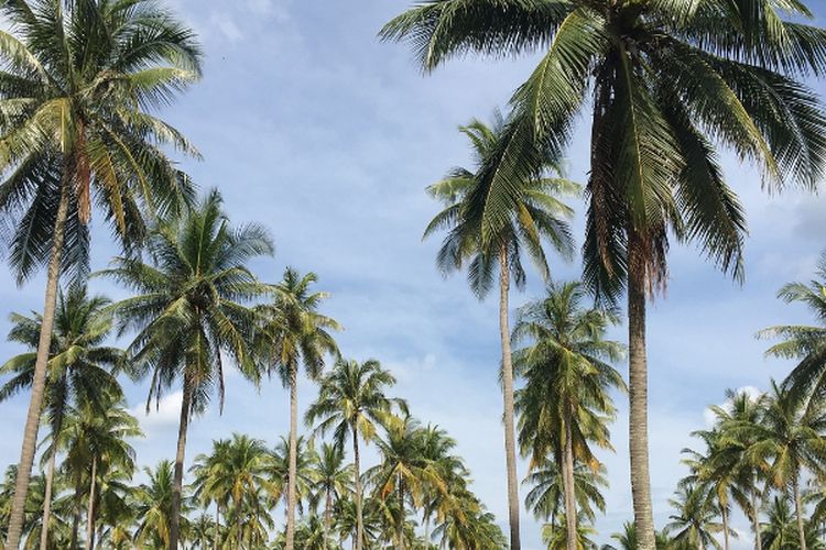 Bumi Nyiur Melambai, 5 Daerah Ini Bikin Sulawesi Utara Jadi Penghasil Kelapa Terbesar ke-2 di Indonesia