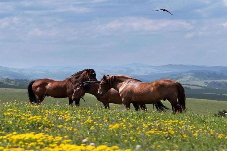 Pasar Unik di Sulawesi Selatan Ini Jadi Tempat Perdagangan Kuda Pertama dan Terbesar di Indonesia