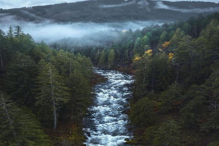 Hutan Adat Seluas 651 ha di Kalimantan Barat Ini Setiap Tahunnya Dikunjungi Suku Dayak Berasal dari…
