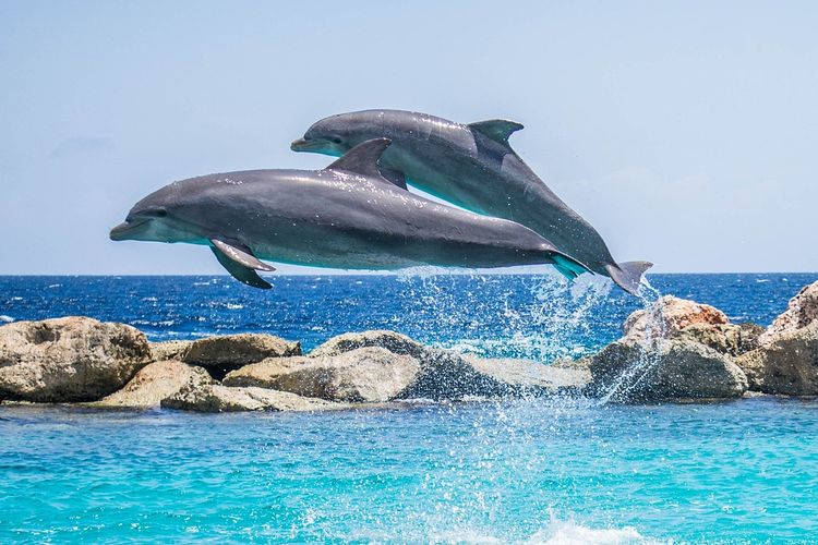 Jaraknya 71,8 Km dari Bandar Lampung, Teluk di Tanggamus Ini Dijuluki ‘Surga Lumba-Lumba’, Pernah Berkunjung?