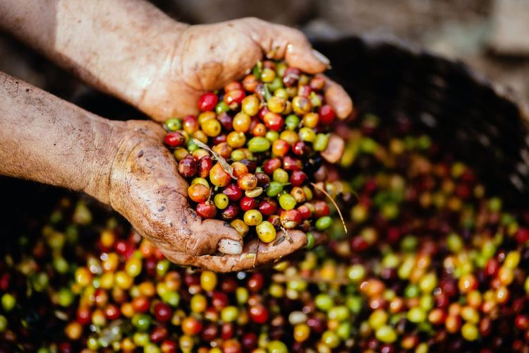 Mampu Produksi 20 Ton Per Tahun, Daerah di Jawa Timur Ini Punya Kopi Terlangka di Dunia, Aromanya Khas Buah?