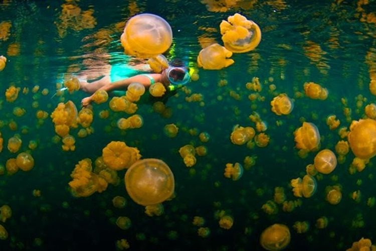 Surga Tersembunyi yang Terletak di Kalimantan Timur, Danau di Pulau Kakaban Ini Dihuni oleh Makhluk Tak Biasa