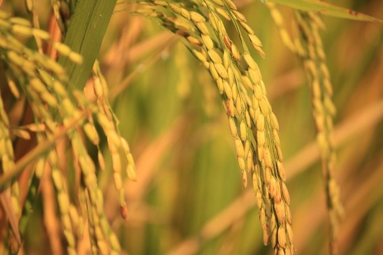 Juaranya Bukan Bojonegoro, Ini 5 Daerah yang Jadi Penghasil Padi Terbesar di Jawa Timur, Ngawi Masuk?