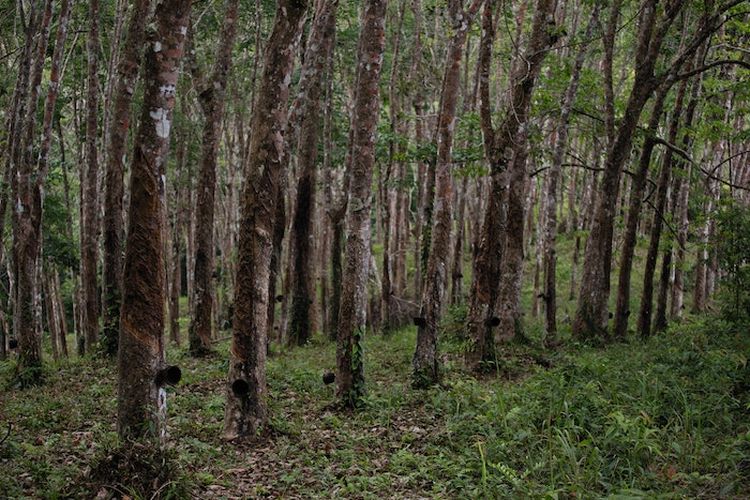 4 Daerah dengan Perkebunan Karet Terluas di Jambi, Bikin Kaget Ternyata Juaranya Bukan Batang Hari, Tapi…