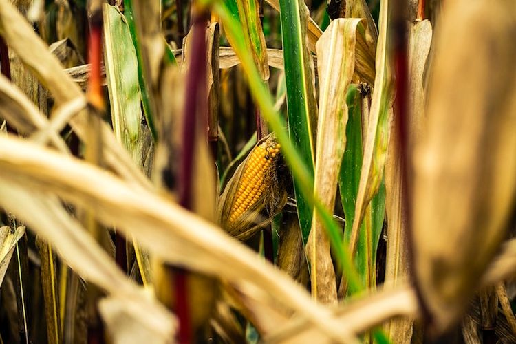 Nomor 1 Bukan Kediri! Inilah 5 Daerah Penghasil Jagung Terbesar di Jawa Timur, Tengkulak Wajib Merapat