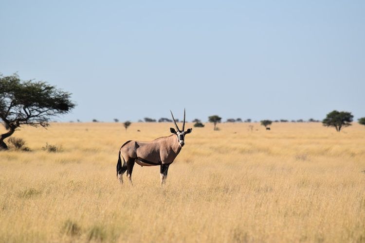 Jaraknya 47 Km dari Banyuwangi, Kawasan di Jawa Timur Ini Sering Disebut Little Afrika, Bisa Tebak Namanya?