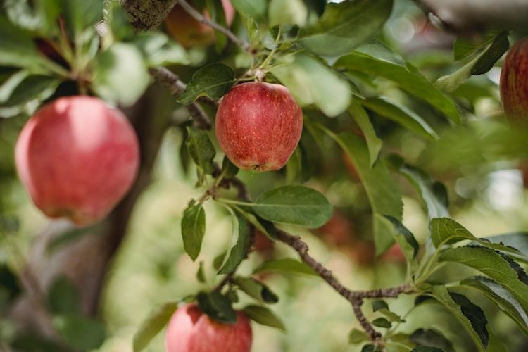 Arek Jatim Wajib Tahu! Inilah 4 Daerah Penghasil Apel Terbesar di Jawa Timur, Ternyata Juaranya Bukan Malang