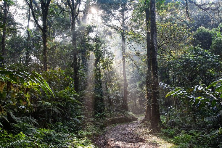Dijuluki ‘Amazon Jambi’, Taman Nasional Ini Jadi Konservasi Hutan Rawa Terluas di Asia Tenggara
