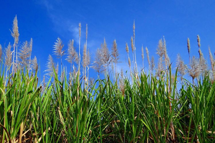 Punya Lahan Tebu 62 Ribu Ha! Perusahaan di Lampung Ini Pernah Sumbang 30 Persen dari Produksi Gula Nasional