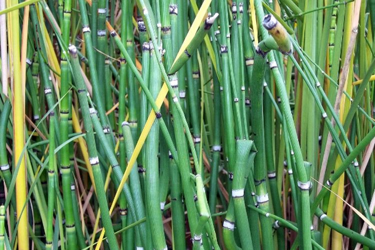 Rajanya Gula di Indonesia, Ini 5 Daerah Penghasil Tebu Terbesar di Jawa Timur, No 1 Bukan Kediri melainkan…