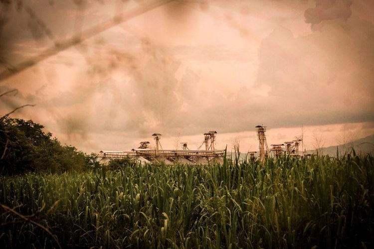 159 Km dari Surabaya, Hutan Seluas 7.147 Ha di Jatim Dibabat Belanda Guna Bangun Pabrik Gula Terbesar se-Asia