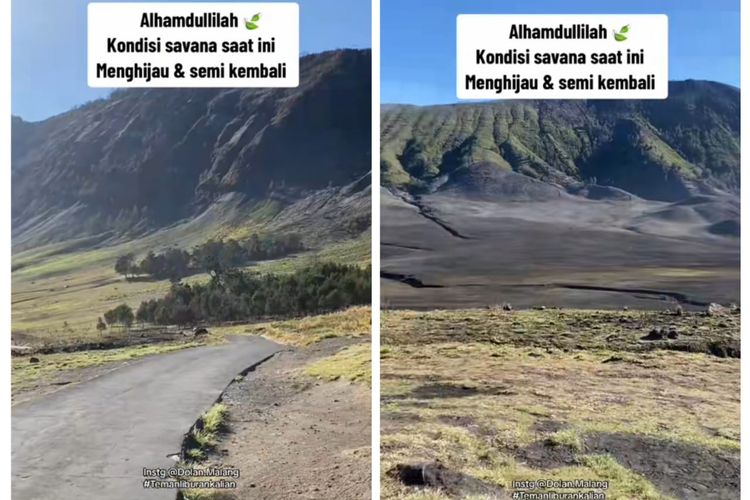 Viral! Unggahan Video Kondisi Bromo yang Terlihat Mulai Menghijau dan Bersemi Secara Perlahan