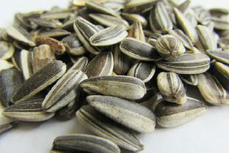 Masih Suka Ngemil Kuaci? dr Zaidul Akbar Ungkap Fakta Kesehatan soal Pemilihan Biji Bunga Matahari