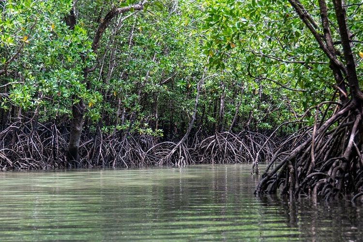 Benteng Alami dari Abrasi, Inilah 5 Manfaat Hutan Mangrove Bagi Lingkungan dan Kehidupan, Bisa Cegah Banjir?