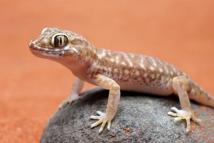Benarkah Cicak Suka Memakan Buah-buahan? Simak Fakta Unik tentang Cicak yang Perlu Kamu Ketahui