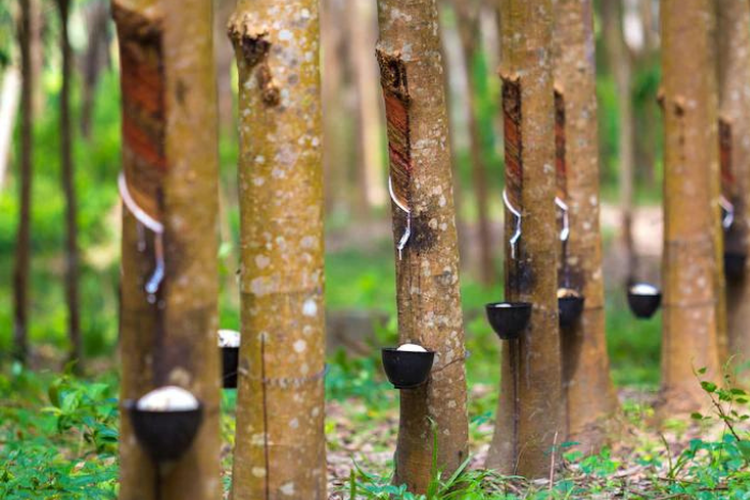 3000 Karyawan Berpotensi di-PHK, 15 Pabrik Karet di Kalimantan Barat Ini Terancam Bangkrut, Apa Penyebabnya?