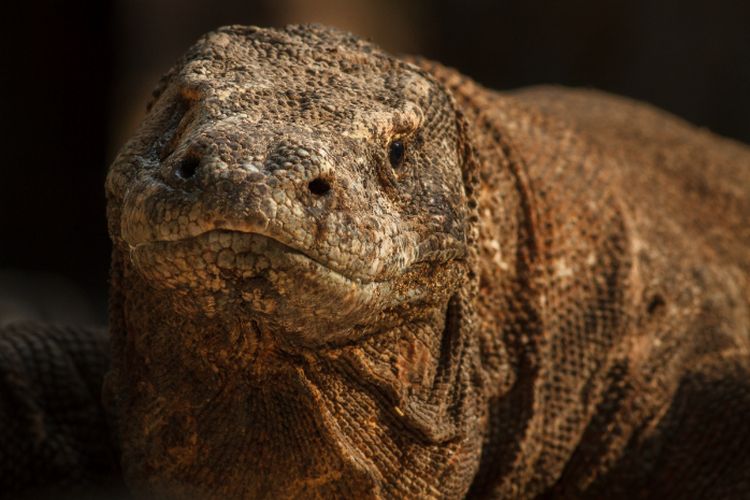 Gerus Dana Rp69,96 Miliar, Proyek Jurassic Park Versi NTT Bakal Ancam Konservasi Komodo, UNESCO Mengecam?