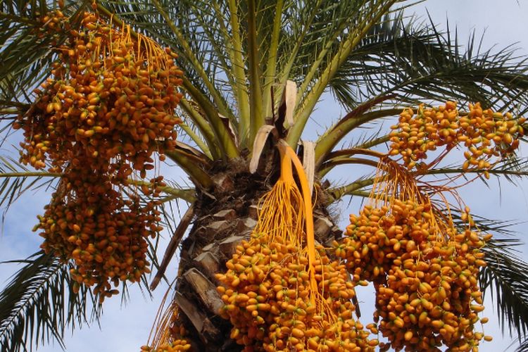 Dibuka Sejak Tahun 2017, Kebun Kurma di Pasuruan Jawa Timur Ini Bolehkan Wisatawan Petik Langsung
