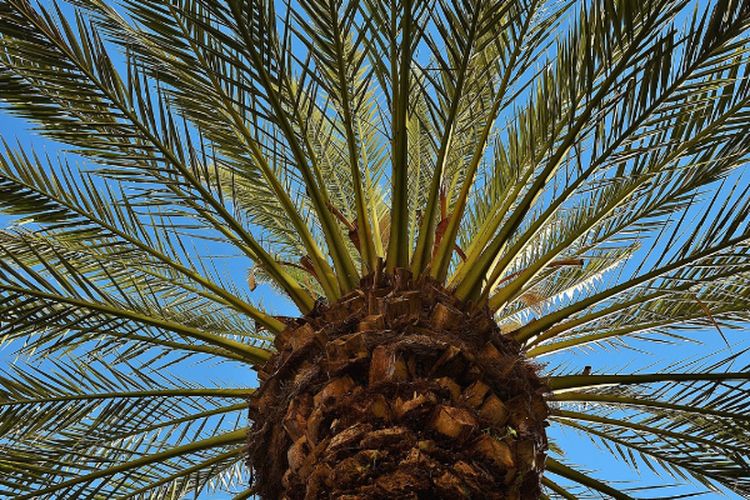 Luasnya Capai 6,3 Hektar, Kebun Kurma Terbesar se-Jawa Timur Ini Miliki Pemandangan yang Unik, Penasaran?