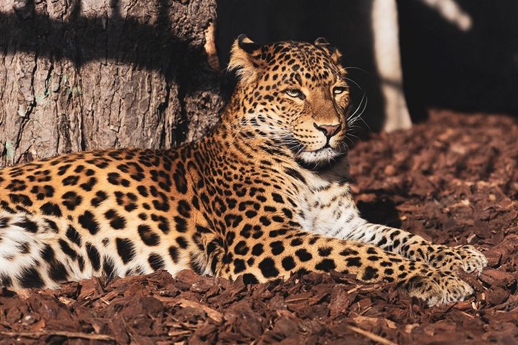 Mengejutkan! 3 Hewan Ini Diprediksi Bakal Punah Tahun 2050, Apakah Binatang Asal Indonesia Ikut Terdampak?