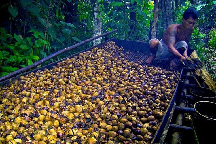 Mengenal Tengkawang, Tanaman Khas Kalimantan Barat yang Terancam Punah Meski Memiliki Banyak Manfaat