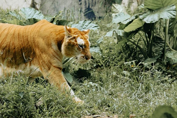 Kenali Perbedaan Liger dan Tigon, Hasil Mashup Kucing Besar yang Seharusnya Tidak Ada di Dunia