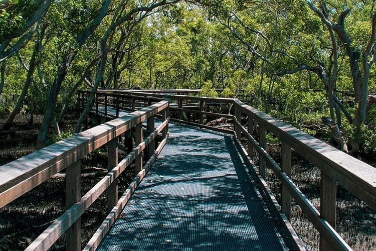 Miliki Sejuta Manfaat, Inilah 6 Rekomendasi Tempat Wisata Hutan Mangrove yang Indah dan Menyejukkan Mata