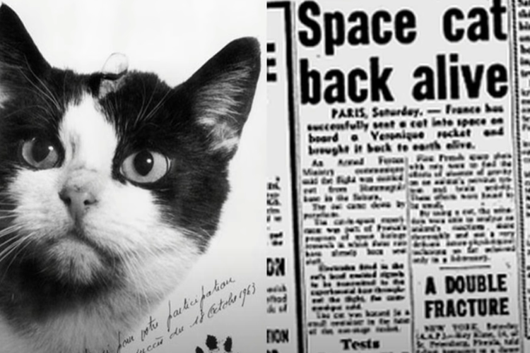 Astronot Kucing NASA Pertama yang Menjelajah Ruang Angkasa Ternyata Diambil dari Jalanan Perancis, Namanya..