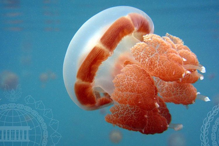 Bisa Renang Bareng Ubur-Ubur, Inilah Wisata Unik yang Ada di Kalimantan Timur, Dijamin Gak Mengecewakan!