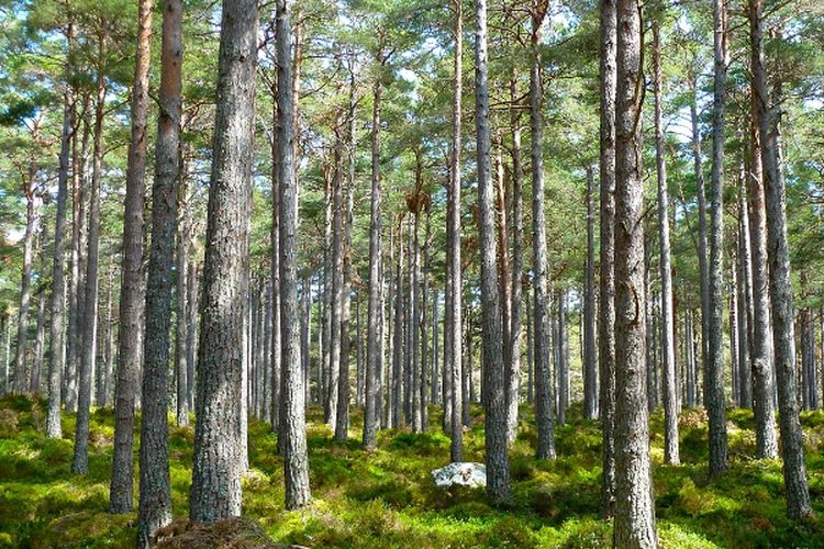 Kucurkan Rp23 M Bisnis Karbon, Perusahaan di Kalimantan Tengah Ini Area Konsesinya 2 Kali Luas Singapura!