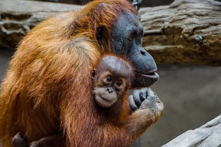 Orangutan dan Dinasti Sawit, Hutan Seluas 532.143 ha di Kalimantan Timur ini Jadi Rumah Spesies Terancam Punah