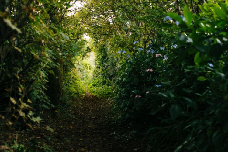 Temuan Jejak Petinggi Belanda di Kebun Singkong Milik Warga Tubaba Lampung, Diduga Berkaitan dengan Tokoh Ini
