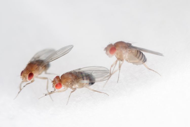 Pernah Kesulitan Basmi Lalat? Ternyata Ada 10 Fakta Unik Tentang Lalat, Salah Satunya Umur Maksimalnya…