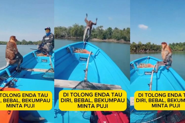 Bikin Ngakak! Bekantan Numpang Perahu Nelayan Menuju Daratan Balikpapan, Ditolong Malah Nyebur