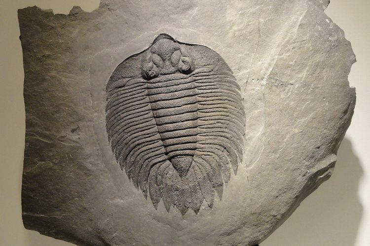 Ahli Paleontologi Temukan Sisa Makanan Terakhir dari Fosil Trilobite yang Berusia 465 Juta Tahun