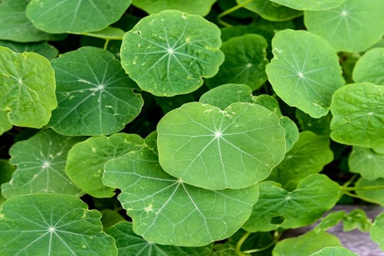 Tanpa Operasi! Menurut dr Zaidul Akbar, Kedua Tanaman Ini Bisa Sembuhkan Batu Ginjal atau Batu Empedu