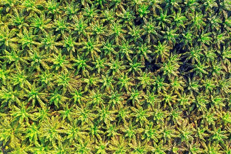 Lahannya 287,604 Ha, Perusahaan Minyak Ini Kuasai Ladang Terbesar di Kawasan Kalimantan Selatan, Luasnya…