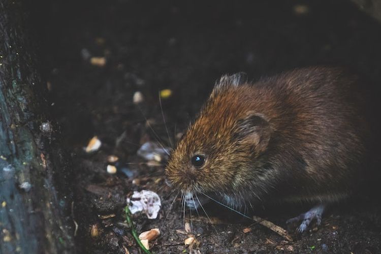 5 Fakta Unik Tikus yang Jarang Diketahui Manusia, Ternyata Hewan Ini Termasuk Kategori Binatang Cerdas