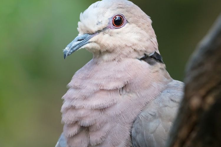 Awas! Jangan Pernah Memukul Merpati Karena Bisa Mengenali Wajah, Berikut 10 Fakta Unik yang Wajib Disimak